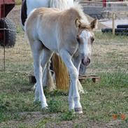 Haflinger Amigo à Rosendal
