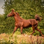 Arabisk fuldblod (OX) Pelee ox