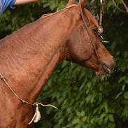Arabisk fuldblod (OX) Pelee ox