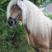 Haflinger Haflingegaarden Stingray ~ Ray ~