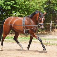 DSP Jq café latte hit