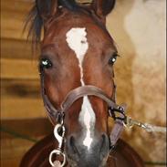 DSP Jq café latte hit