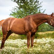 Arabisk fuldblod (OX) Pelee ox