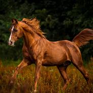 Arabisk fuldblod (OX) Pelee ox