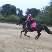 Islænder Fjôla fra Hindø