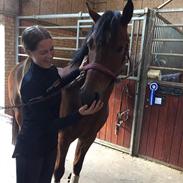 Welsh Partbred (Sec F) Sir Bobby