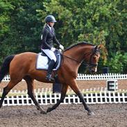 Dansk Varmblod Lance Green J. - Knallert