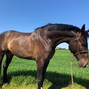 Dansk Varmblod Korsgårds Terry