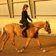 Palomino Stald Emilys Daisy Blue