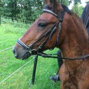 New Forest Amadian (Ams)