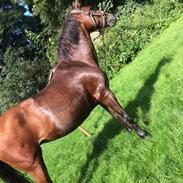 New Forest Amadian (Ams)