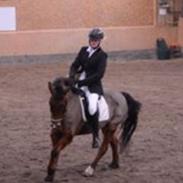 New Forest Amadian (Ams)