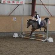 New Forest Amadian (Ams)