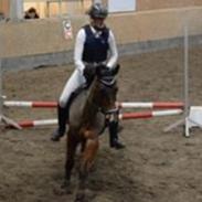 New Forest Amadian (Ams)