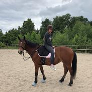 Anden særlig race Desiree