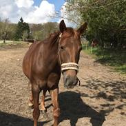 Anden særlig race Fame