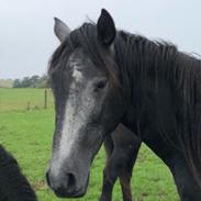 Oldenborg Faith af Hvarre