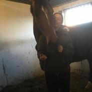 Hollandsk Varmblod Elsadena