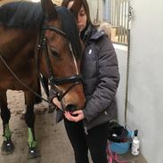 Hollandsk Varmblod Elsadena