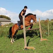 Welsh Pony af Cob-type (sec C) Flynn Rider