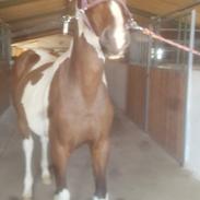 Pinto Solgårdens Liva