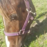 Pinto Solgårdens Liva