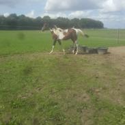 Pinto Solgårdens Liva