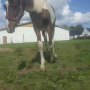 Pinto Solgårdens Liva