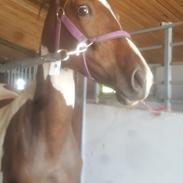 Pinto Solgårdens Liva