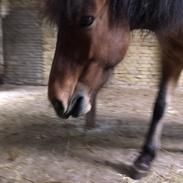 Islænder Hulda fra Vingaarden