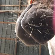 Islænder Hulda fra Vingaarden