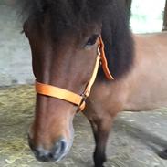 Islænder Hulda fra Vingaarden