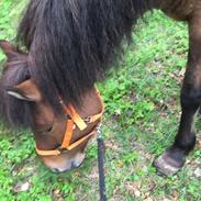 Islænder Hulda fra Vingaarden