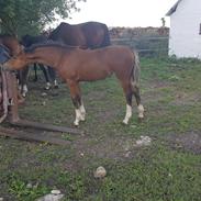 Welsh Partbred (Sec F) Struntze´s Glowing Power