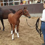 Welsh Partbred (Sec F) Struntze´s Glowing Power