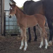 Welsh Partbred (Sec F) Struntze´s Glowing Power