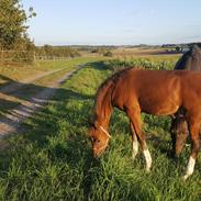 Welsh Partbred (Sec F) Struntze´s Glowing Power