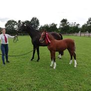 Welsh Partbred (Sec F) Struntze´s Glowing Power