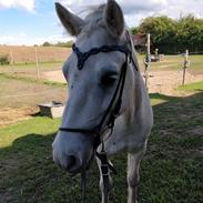 Islænder Kiljan fra Vestervang 