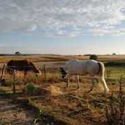 Islænder Kiljan fra Vestervang 