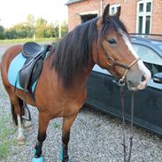 Welsh Pony af Cob-type (sec C) Flynn Rider
