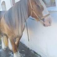 Irish Cob Meyers shelagh