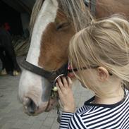 Irish Cob Meyers shelagh