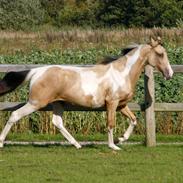 Tennessee Walker | Pride'n'Justice GW