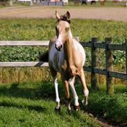 Tennessee Walker | Pride'n'Justice GW