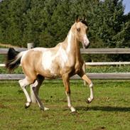 Tennessee Walker | Pride'n'Justice GW