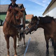 New Forest Glerupgaard's Viktor (Tidligere ejer)