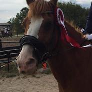 New Forest Glerupgaard's Viktor (Tidligere ejer)