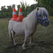 Miniature Mini