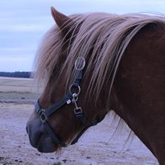 Islænder Viðar fra Petershus